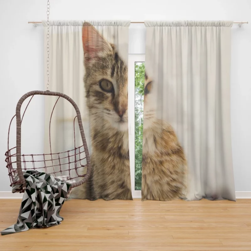 Cat Mysterious Stare Silent Elegance Curtain