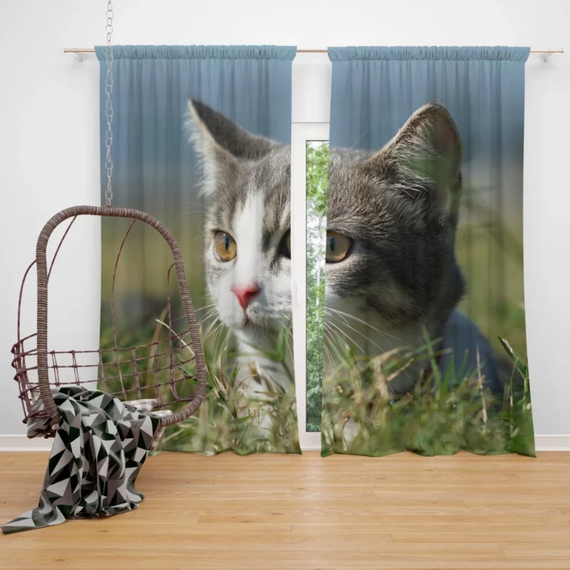 Cat Playful Antics Curtain