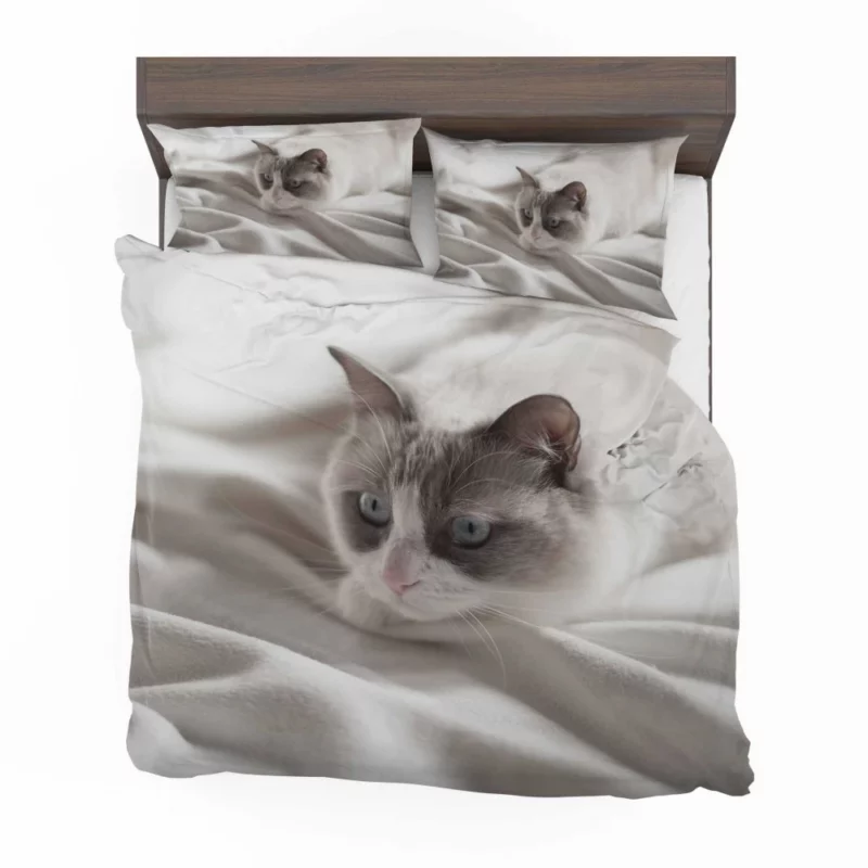 Cat Playful Demeanor Bedding Set 1