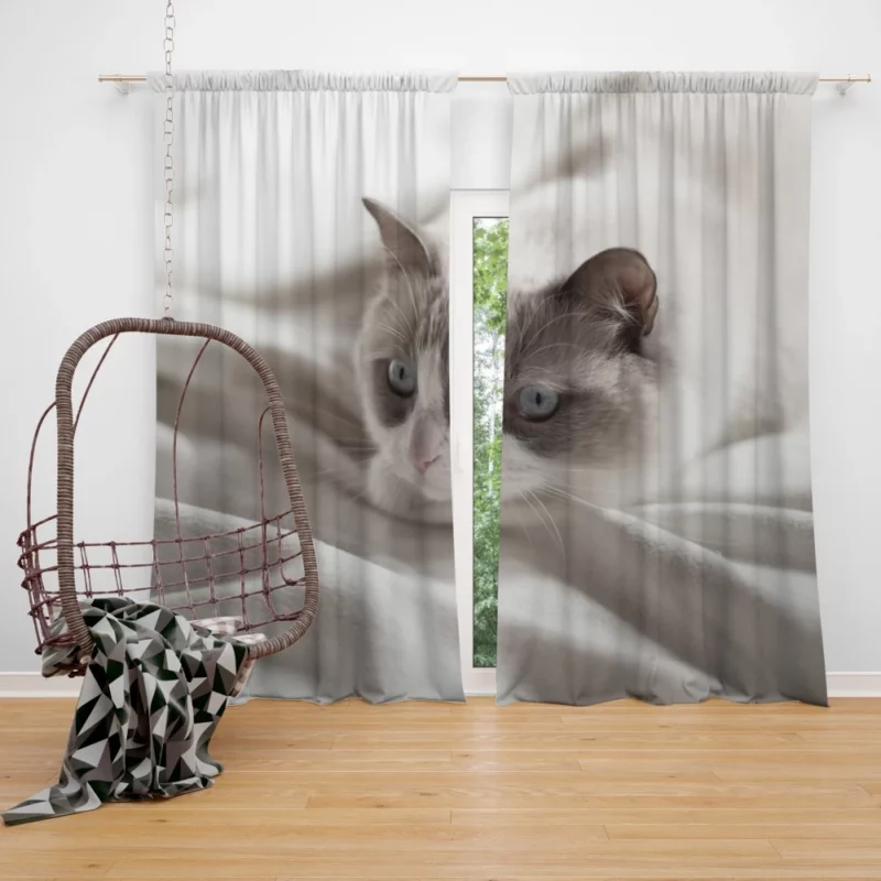 Cat Playful Demeanor Curtain