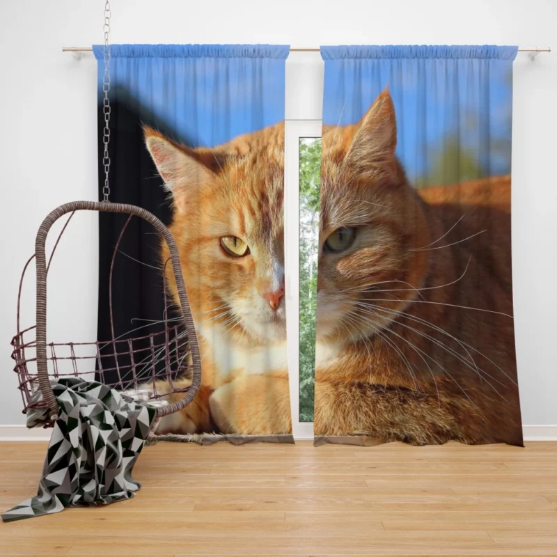 Cat Purr Gentle Companionship Curtain