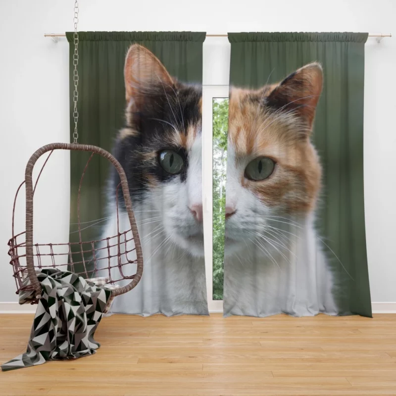 Cat Resilient Curtain