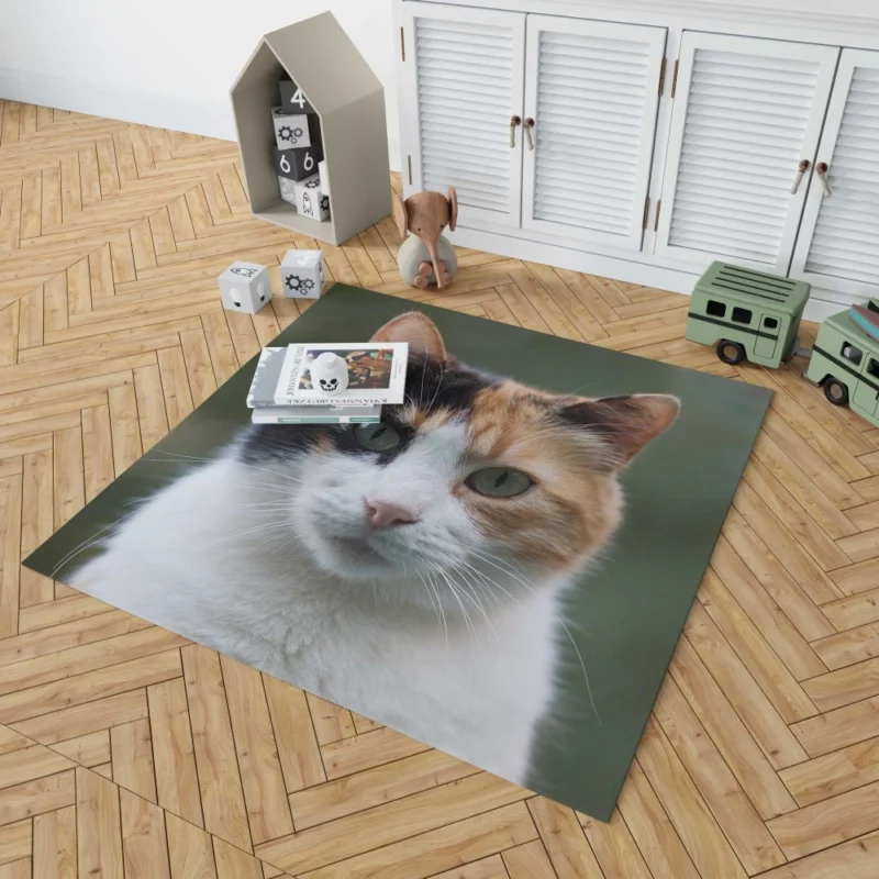 Cat Resilient Rug 1