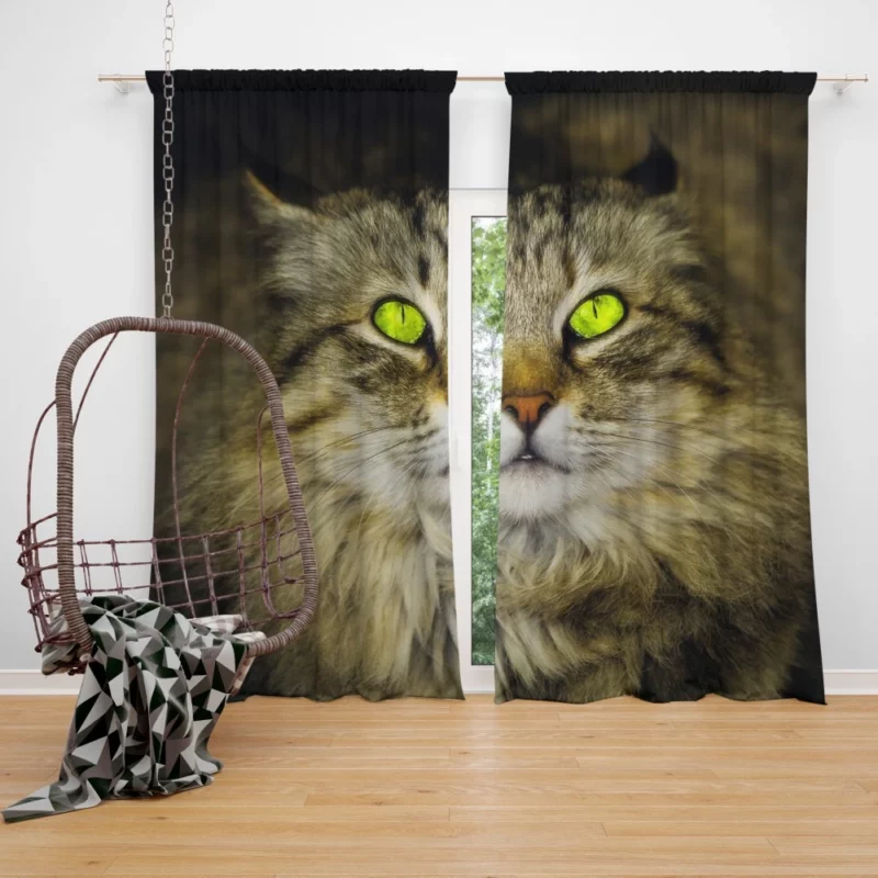 Cat Roaming Curtain