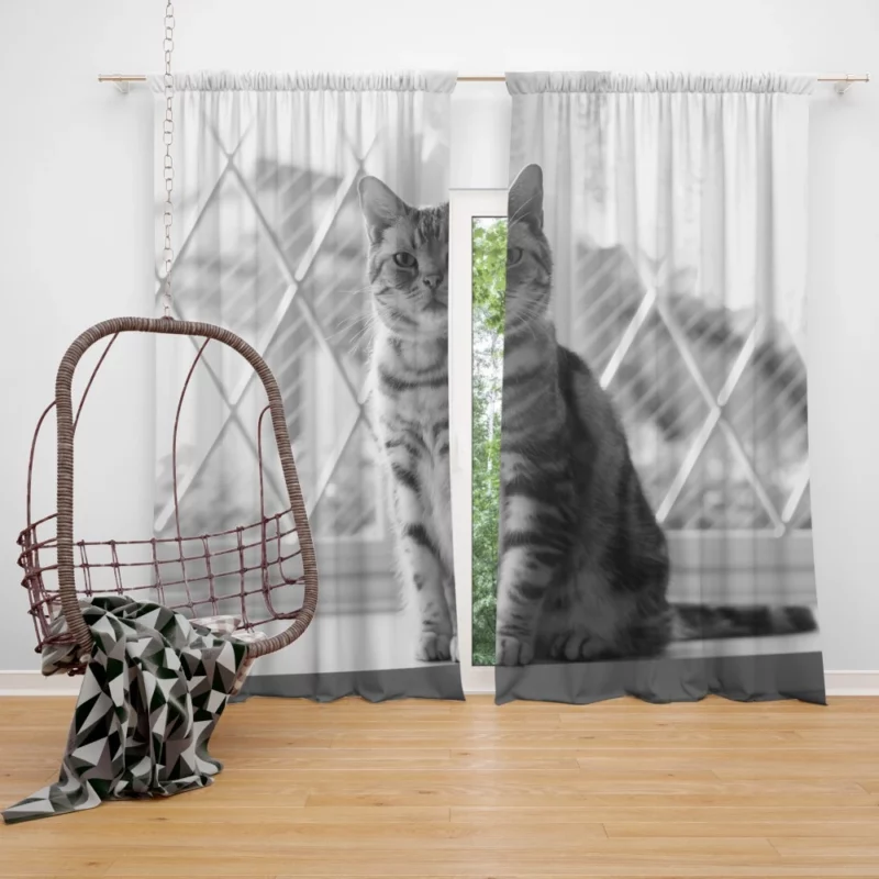 Cat Selective Color Mystery Fiery Intrigue Curtain