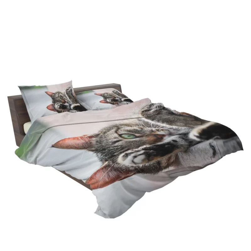 Cat Stare Amidst Restful Serenity Bedding Set 2