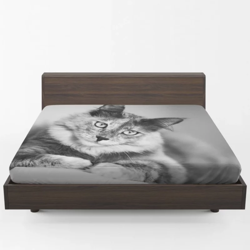 Cat Striking Black & White Beauty Fitted Sheet