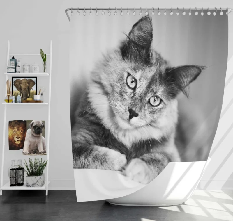 Cat Striking Black & White Beauty Shower Curtain