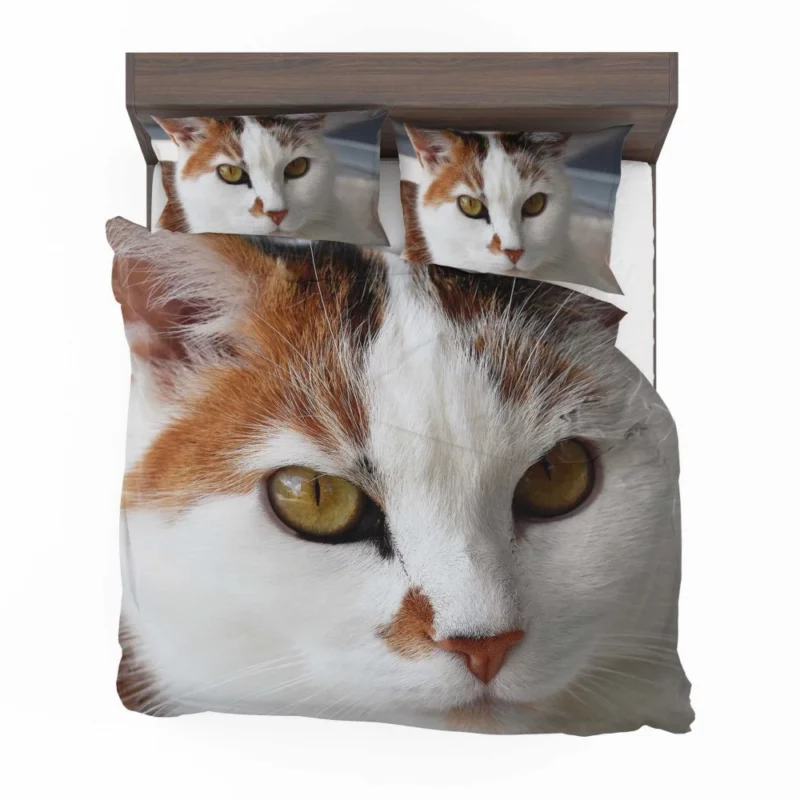 Cat Thoughtful Stare Mysterious Intrigue Bedding Set 1