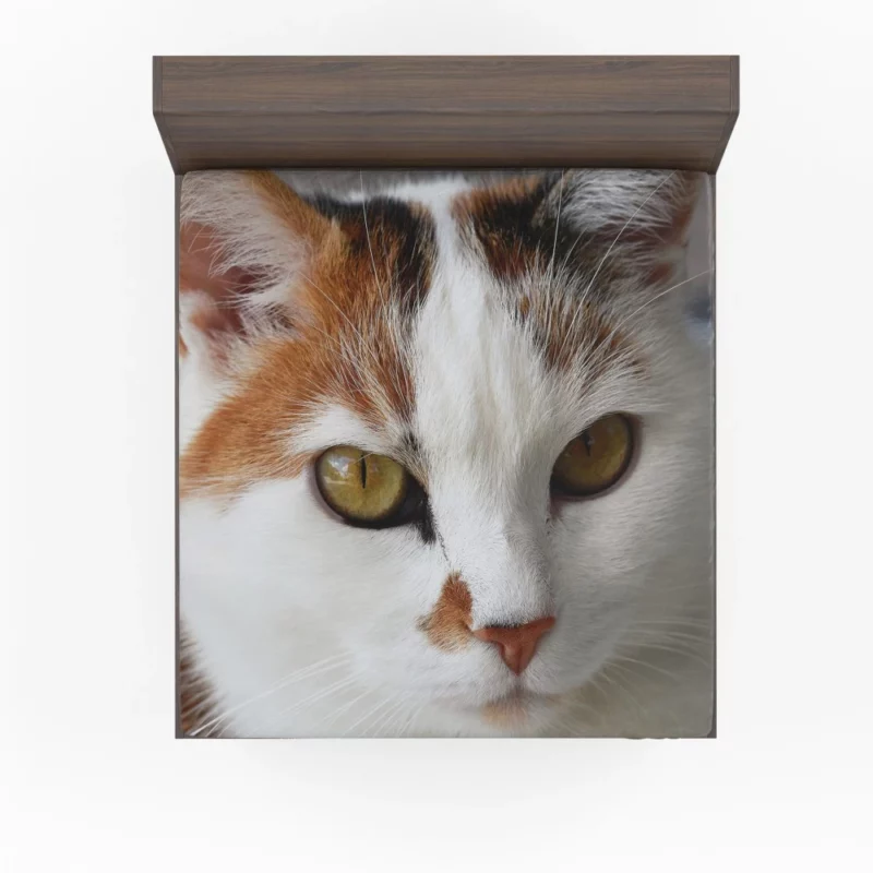 Cat Thoughtful Stare Mysterious Intrigue Fitted Sheet 1