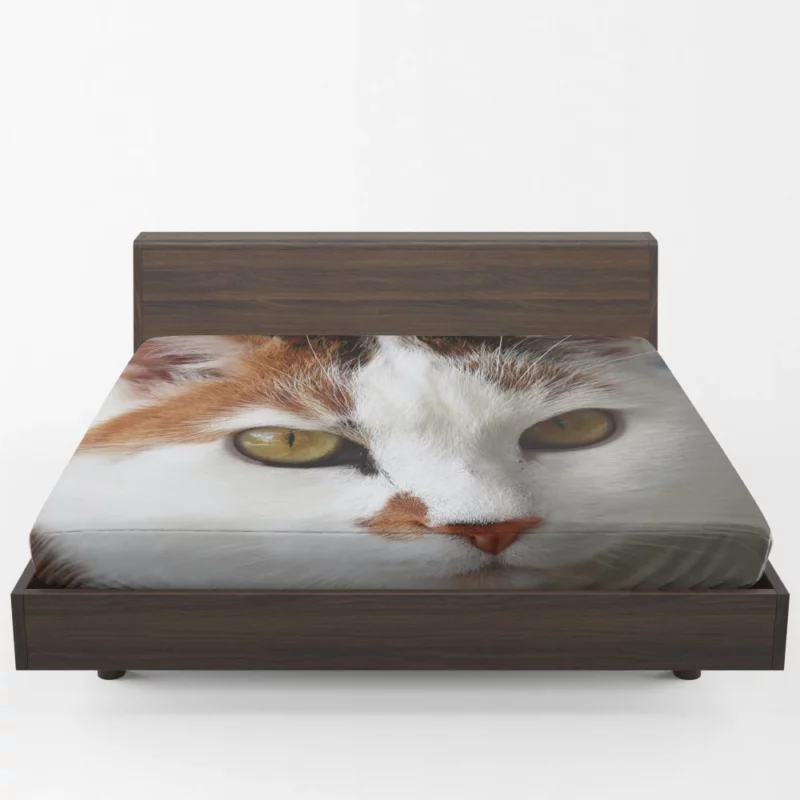 Cat Thoughtful Stare Mysterious Intrigue Fitted Sheet