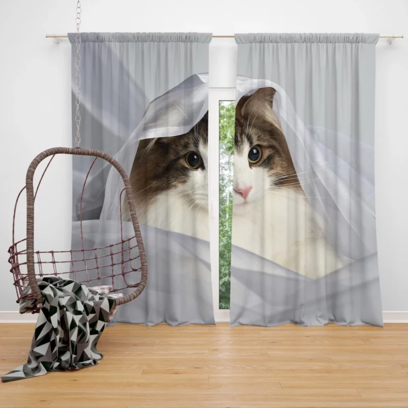 Cat Veiled Mystery Intriguing Elegance Curtain