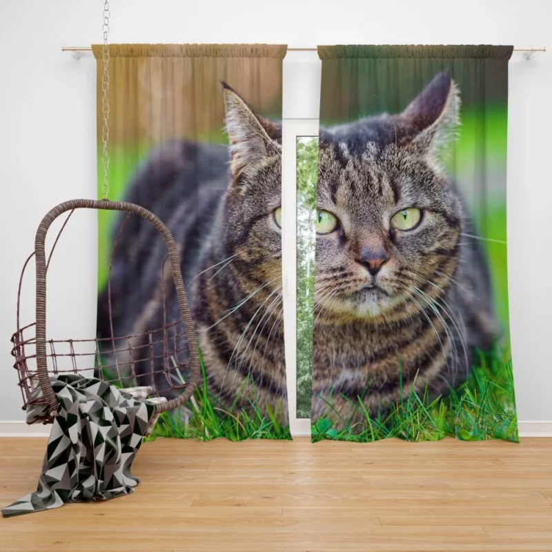 Cat Whiskers Feline Charm Curtain