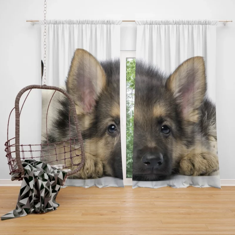 Cat and Dog Duo Adorable Companions Curtain