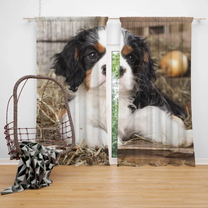 Cavalier King Charles Puppy Heartwarming Charm Curtain