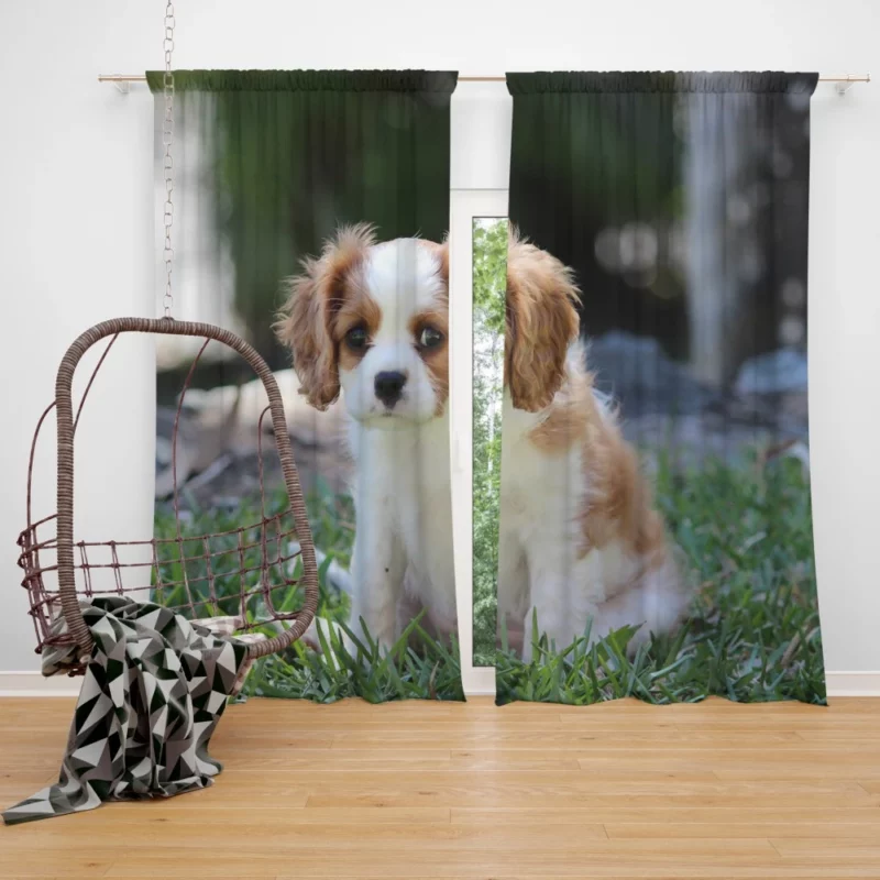 Cavalier Spaniel Puppy Regal Play Curtain