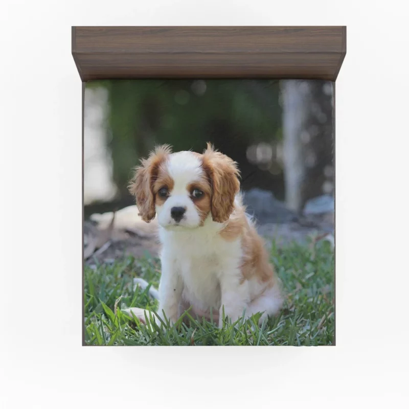 Cavalier Spaniel Puppy Regal Play Fitted Sheet 1