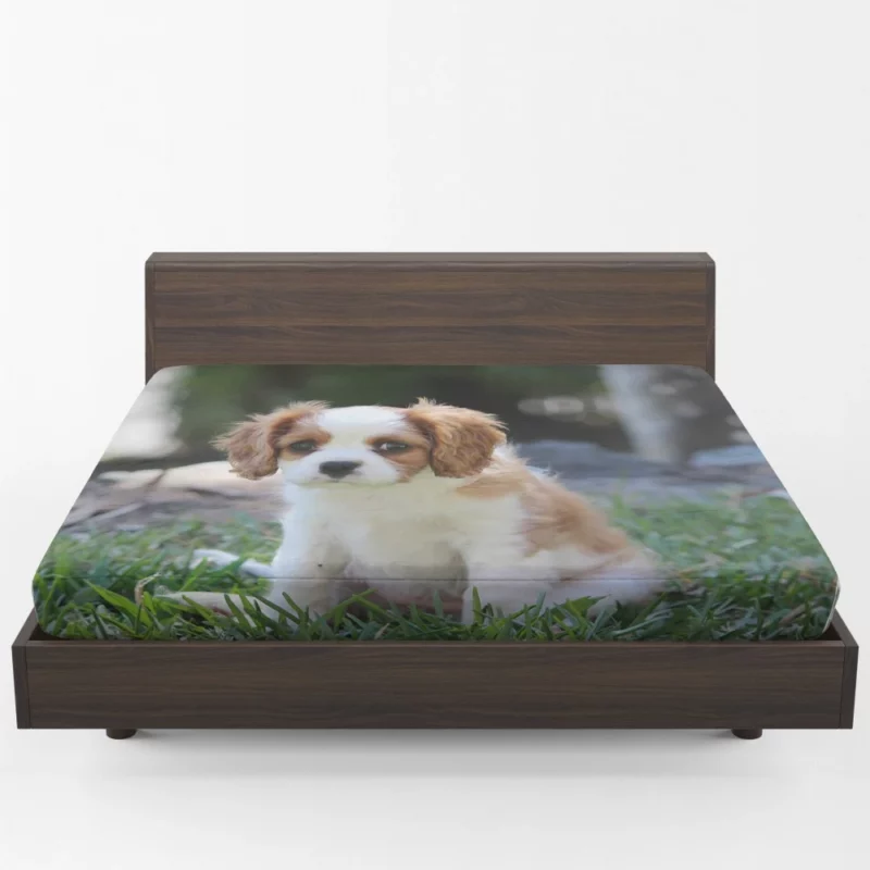 Cavalier Spaniel Puppy Regal Play Fitted Sheet