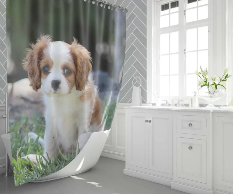 Cavalier Spaniel Puppy Regal Play Shower Curtain 1