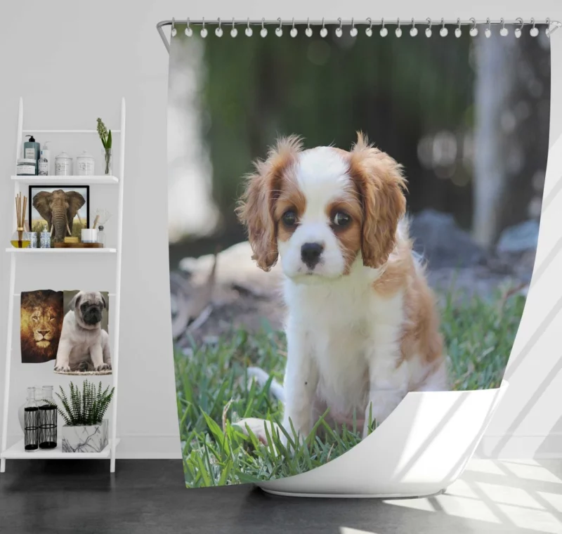 Cavalier Spaniel Puppy Regal Play Shower Curtain