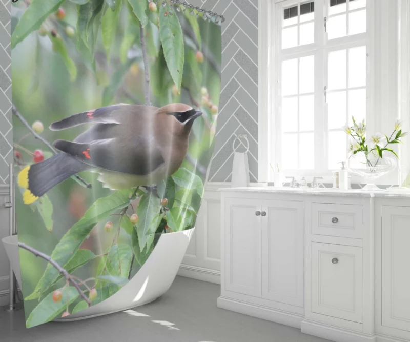 Cedar Waxwing Berry Feast Natural Gourmet Shower Curtain 1