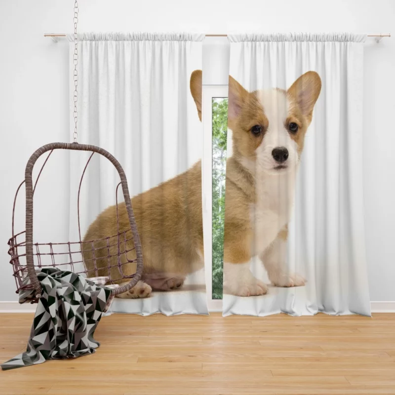 Charming Corgi Playful Canine Beauty Curtain