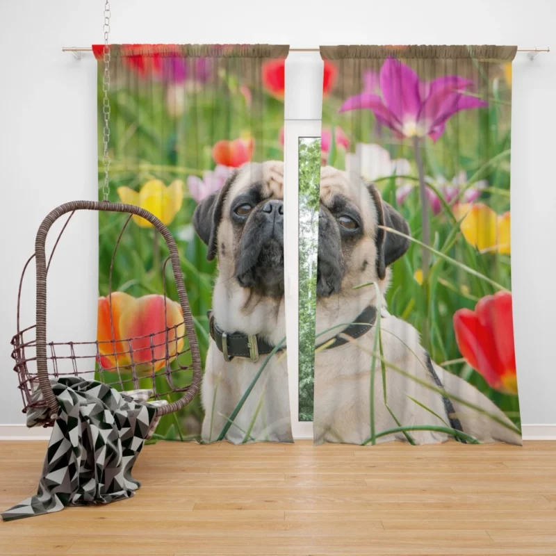 Charming Pug Persona Curtain