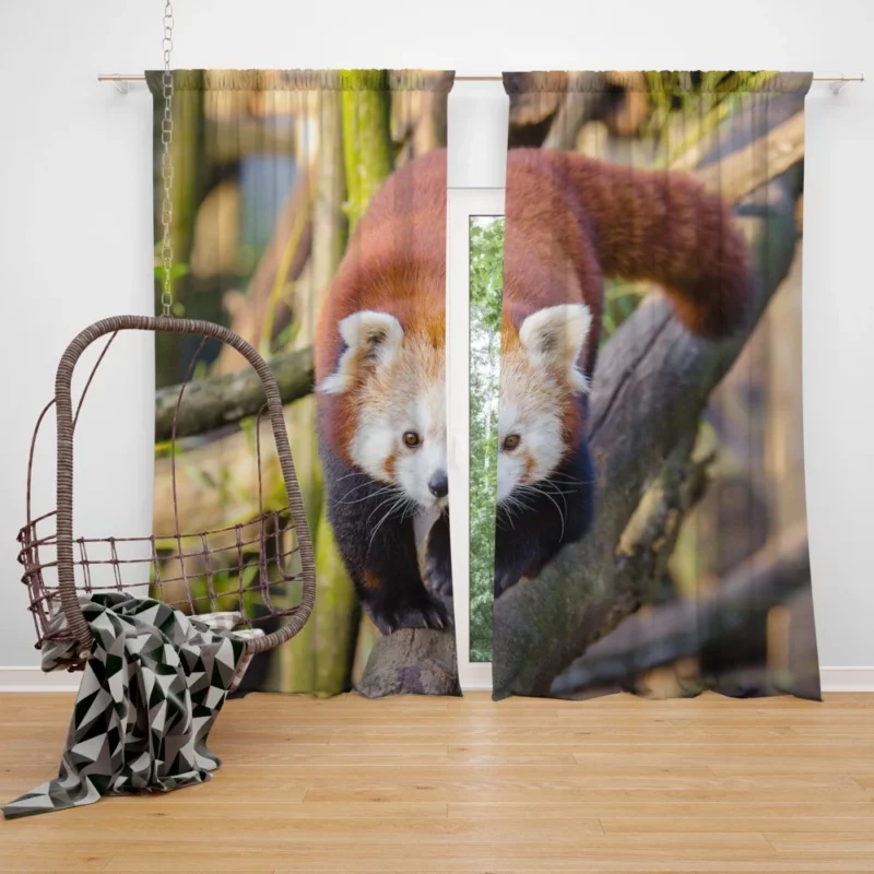 Charming Red Panda Curtain