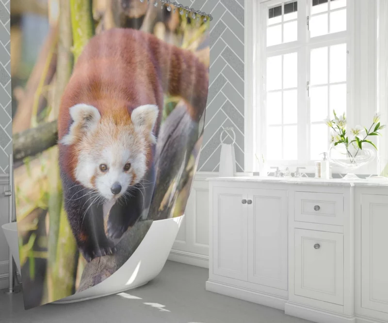 Charming Red Panda Shower Curtain 1