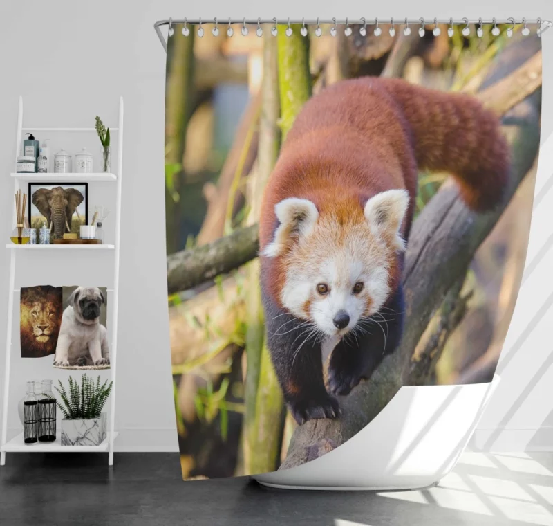 Charming Red Panda Shower Curtain