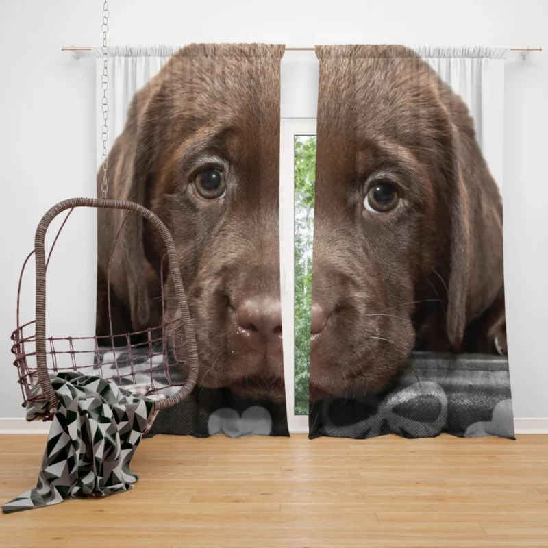 Chesapeake Bay Retriever Puppy Innocence Curtain