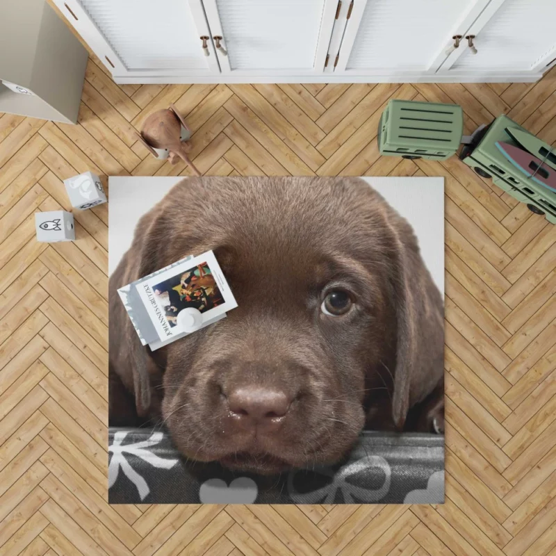 Chesapeake Bay Retriever Puppy Innocence Rug