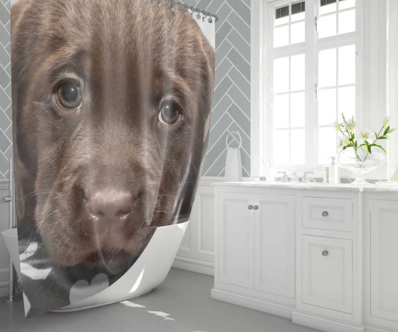 Chesapeake Bay Retriever Puppy Innocence Shower Curtain 1