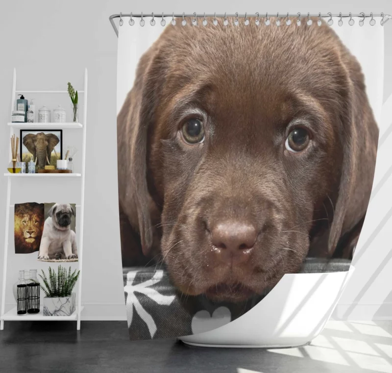 Chesapeake Bay Retriever Puppy Innocence Shower Curtain