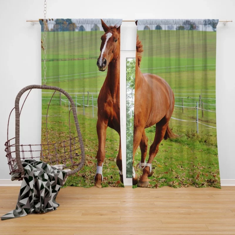 Chestnut Beauty Horse Majestic Stance Curtain