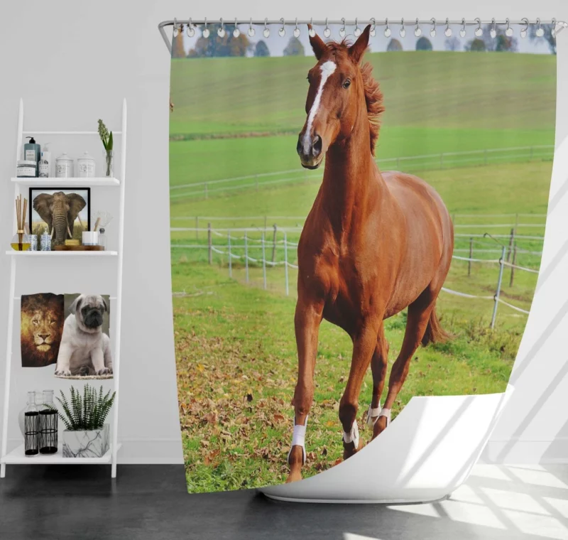 Chestnut Beauty Horse Majestic Stance Shower Curtain