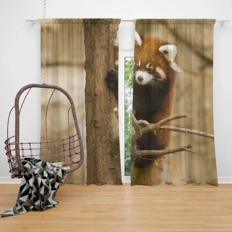 Chicago Zoo Red Panda Encounter Curtain