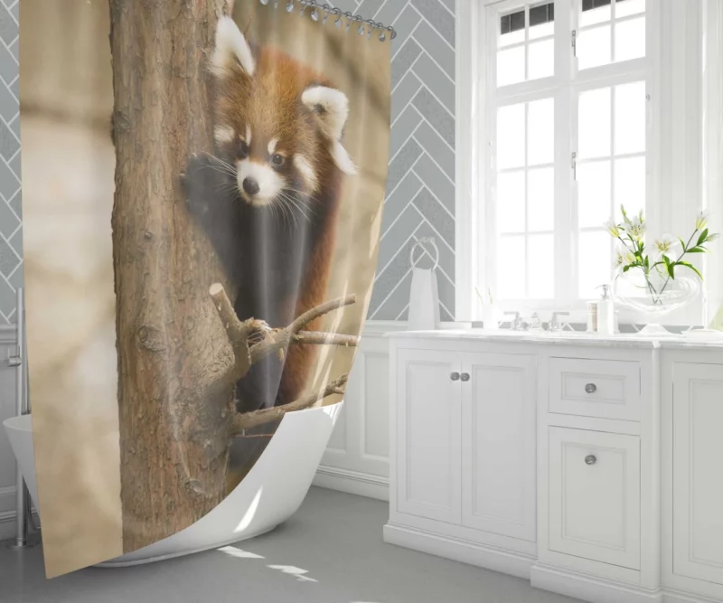 Chicago Zoo Red Panda Encounter Shower Curtain 1