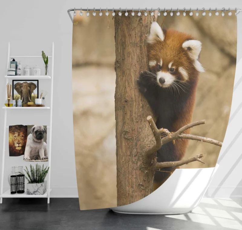 Chicago Zoo Red Panda Encounter Shower Curtain