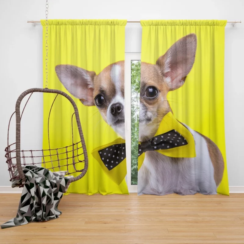 Chihuahua Curious Eyes Quirky Companion Curtain