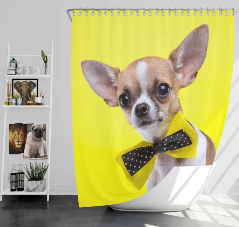 Chihuahua Curious Eyes Quirky Companion Shower Curtain