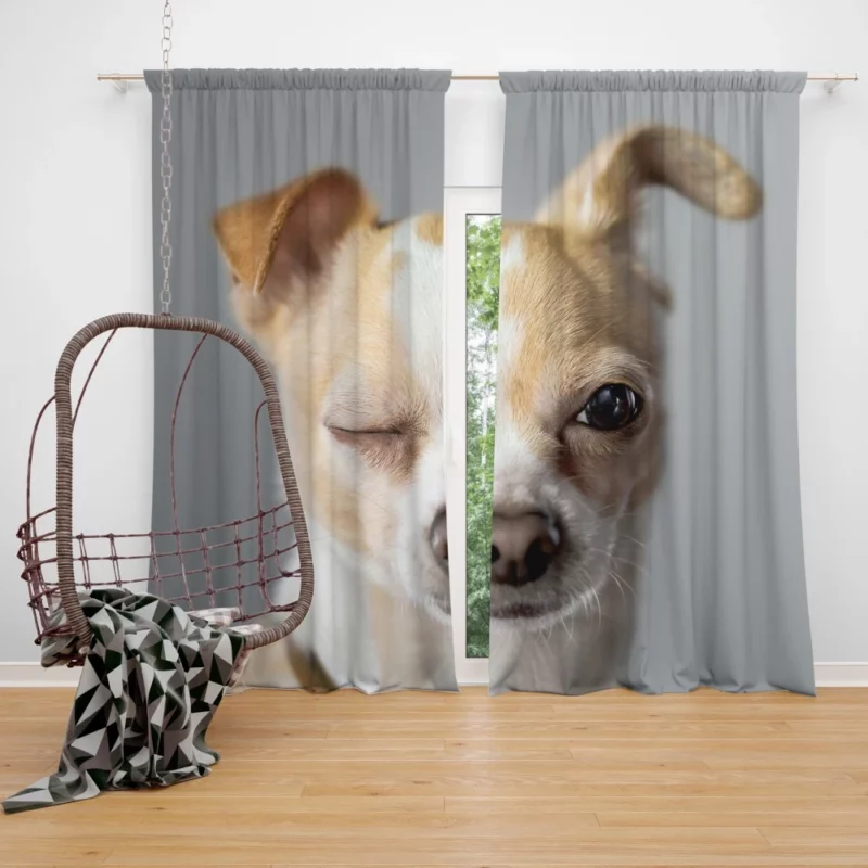 Chihuahua Petite Charisma Curtain