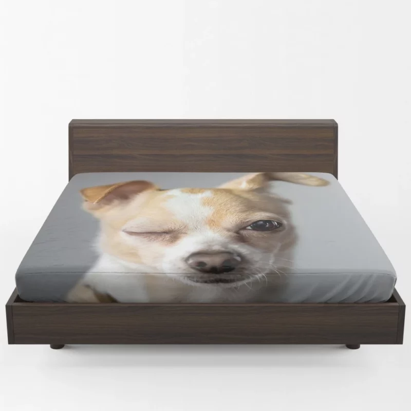 Chihuahua Petite Charisma Fitted Sheet