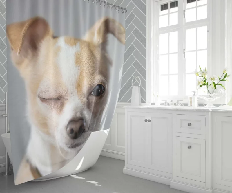 Chihuahua Petite Charisma Shower Curtain 1