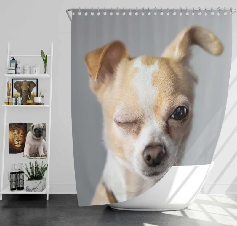 Chihuahua Petite Charisma Shower Curtain