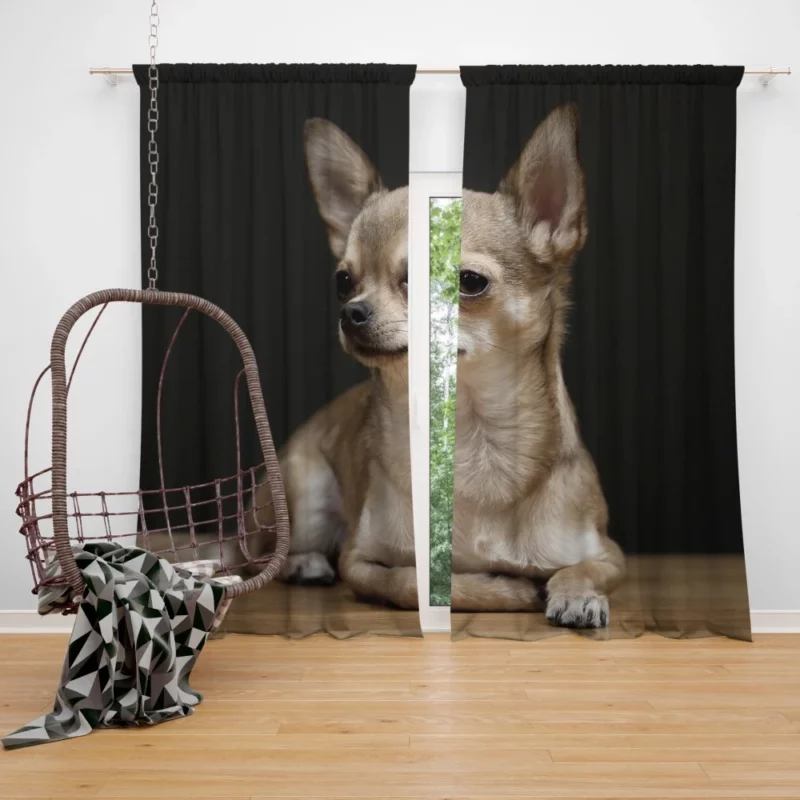 Chihuahua Playful Charm Tiny Companion Curtain