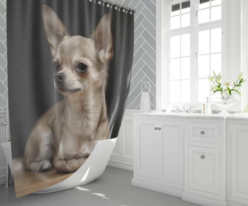 Chihuahua Playful Charm Tiny Companion Shower Curtain 1