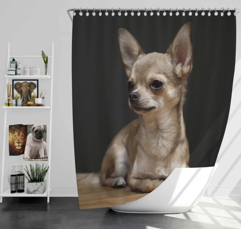 Chihuahua Playful Charm Tiny Companion Shower Curtain