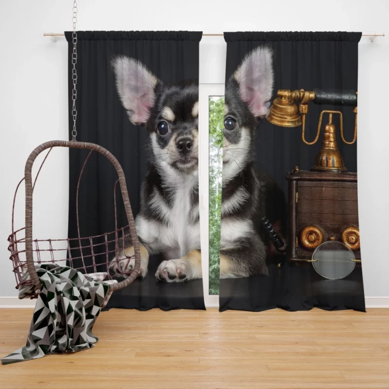 Chihuahua Quirky Charm Petite Playmate Curtain