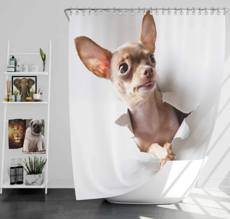 Chihuahua Tiny Grace Delightful Companion Shower Curtain